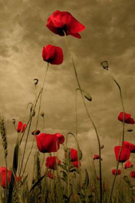 Papaver - wallpaper preview