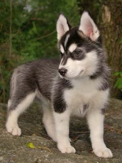 Husky - wallpaper preview