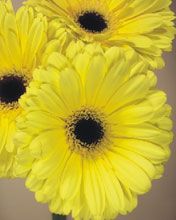 Gerbera - wallpaper preview
