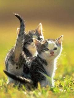 - - wallpaper preview