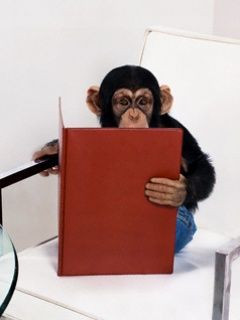 Monkey - wallpaper preview