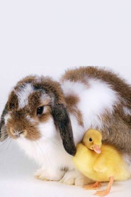 Easter Buddies - wallpaper preview