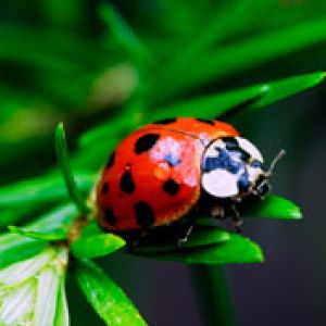 Ladybug