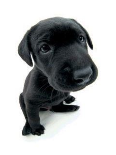 - - wallpaper preview