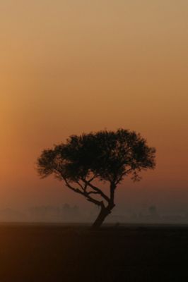 - - wallpaper preview