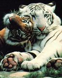 - - wallpaper preview