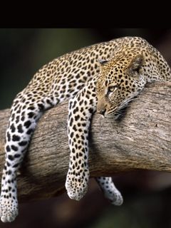 Leopard - wallpaper preview