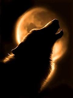 Wolf - wallpaper preview
