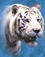 Tiger - wallpaper preview