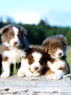 Border Collie - wallpaper preview