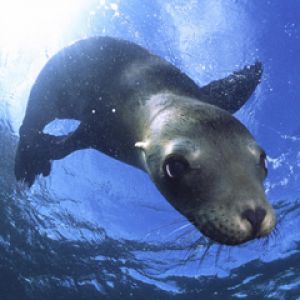 California Sea -Mexico