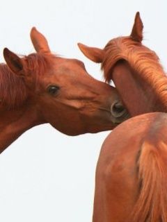 Kone - wallpaper preview