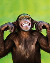 Monkey - wallpaper preview