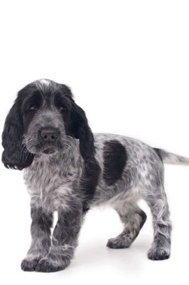 - - wallpaper preview