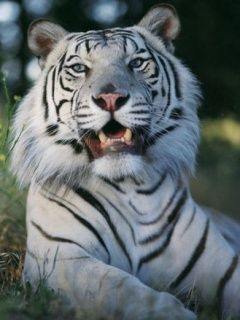 Tiger - wallpaper preview