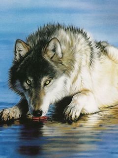 Wolf - wallpaper preview