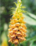 Glendurgan Garden - wallpaper preview