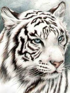 Tiger - wallpaper preview