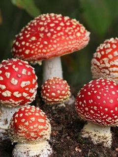 Red Magic Mushrooms - wallpaper preview