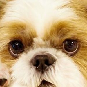 Sevimli Köpek Yakın Çekim