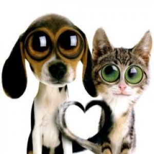 Sevimli Köpek ve Kedi