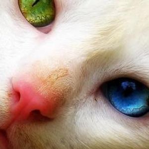 Eşsiz Kedi Gözleri
