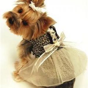 Şirin Yorkshire Terrier Elbise ile