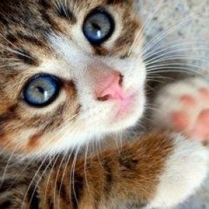 Mavi Gözlü Sevimli Kedi