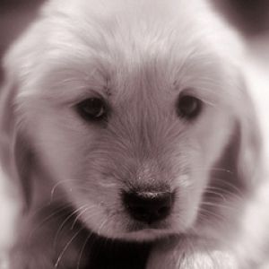 Şirin Yavru Köpek