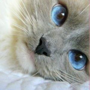 Şirin Mavi Gözlü Kedi