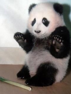 Sevimli Panda Yavrusu - wallpaper preview