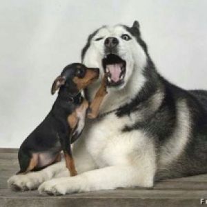 Sevimli Köpekler Birlikte Oynuyor