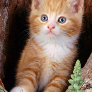 Şirin Turuncu Kedi