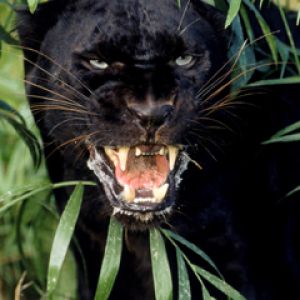 Korkunç Siyah Panter