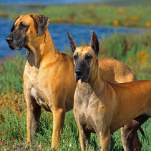 Danimarkalı Köpekler Doğada