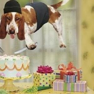 Komik köpek pasta çalıyor