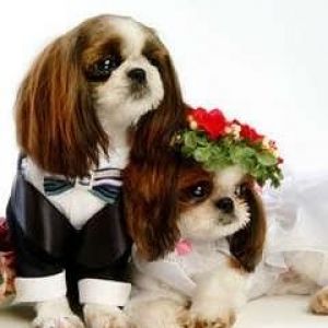 Şirin Köpekler Düğün Kıyafetlerinde