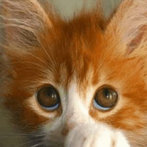 Şirin Turuncu Kedi