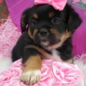 Şirin Yavru Köpek ve Kurdele