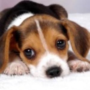 Şirin Beagle Yavru