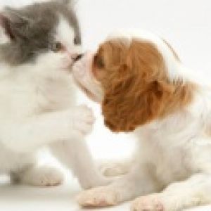 Sevimli Yavru Köpek ve Kedi Öpüşüyor
