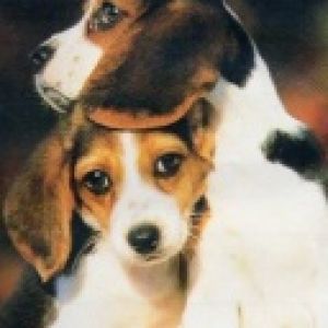 Şirin Beagle Yavru Köpekler