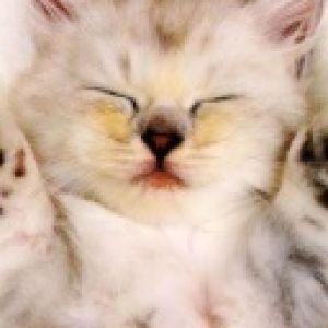 Sevimli Uyuyan Kedi
