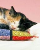 Yastıkta Uyuyan Kedi