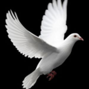 Beyaz Güvercin Uçuşta
