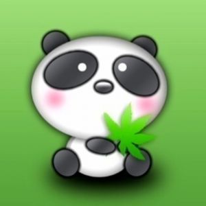 Sevimli Panda Yaprak Tutuyor
