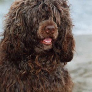 Şirin Kahverengi Köpek