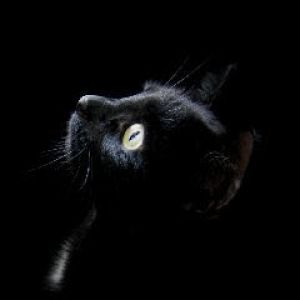 Siyah Kedi Portresi
