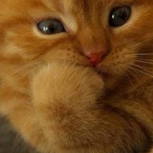 Şirin Turuncu Kedi