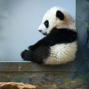 Sevimli Panda Yavrusu